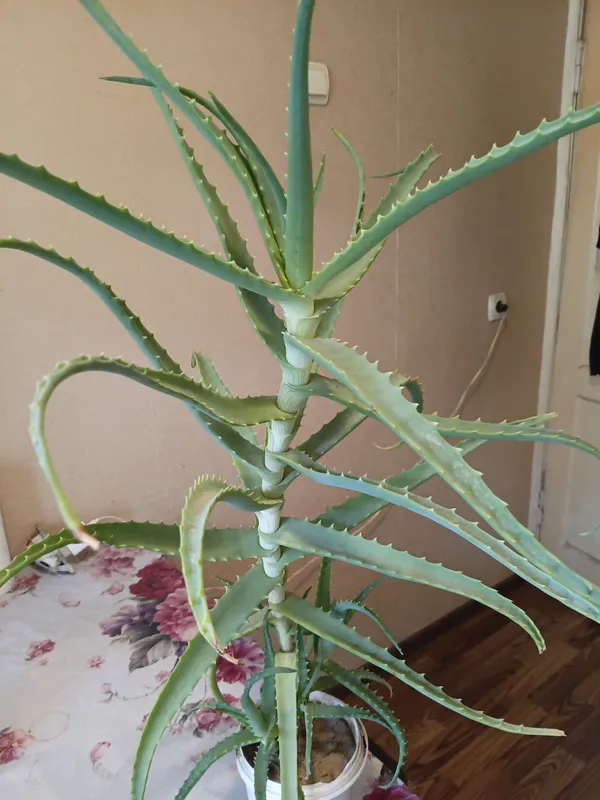 aloe