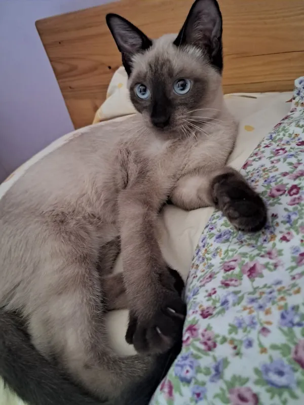 Продаётся Сиамский котик