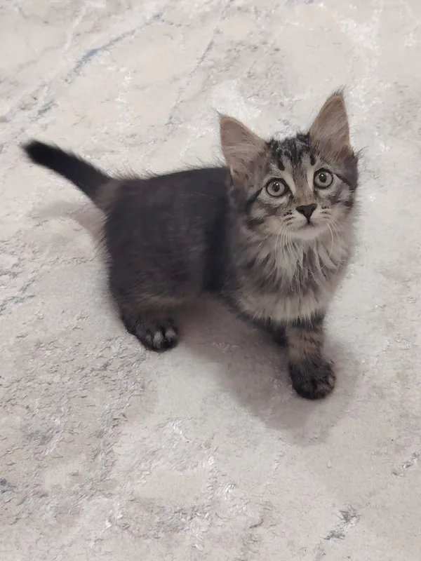 Котята в подарок 1 Котята в подарок 1