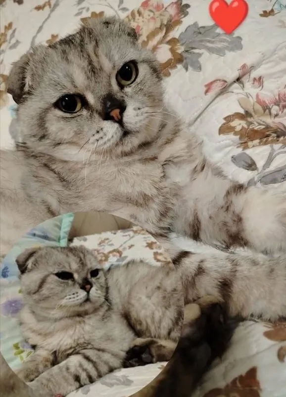 Scottish Fold 2 Scottish Fold 2