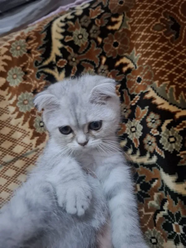 Mushuk 2 oylik sotiladi