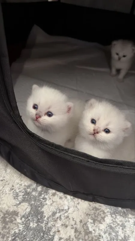 Котята шиншиллы - бронирование( серебристый окрас) 3 Котята шиншиллы - бронирование( серебристый окрас) 3