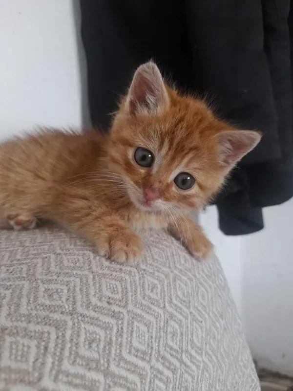 Домашние котята в добрые руки 4 Домашние котята в добрые руки 4