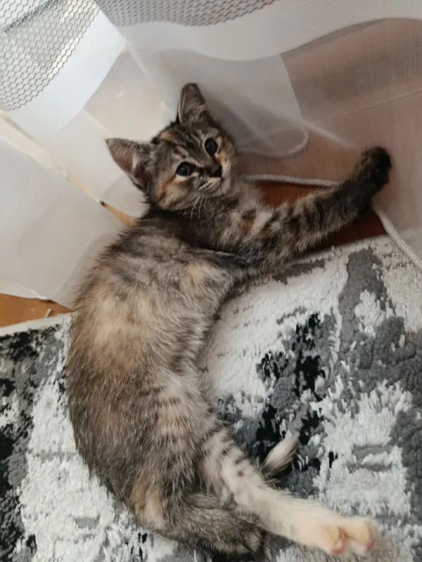 Отдам котенка даром! (Девочка) — фото 1