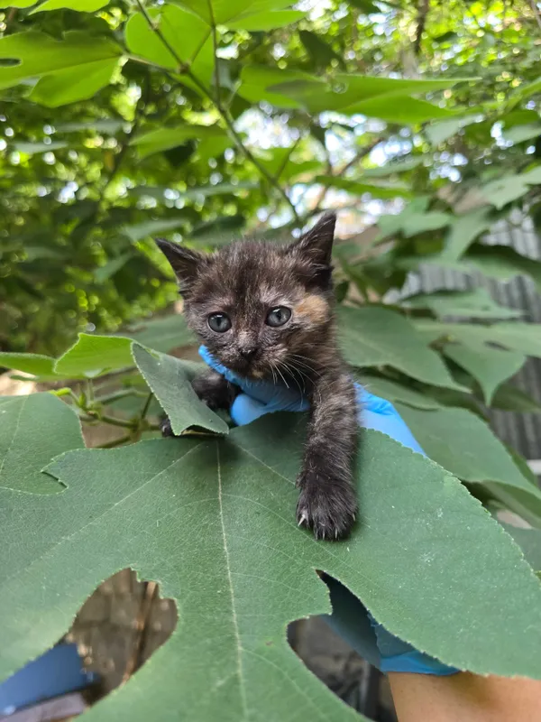 Котята ищут семьи! 1 Котята ищут семьи! 1