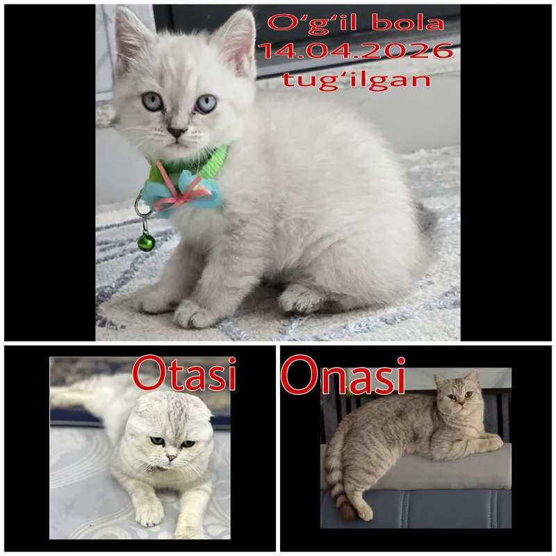 Скоттиш фолд, Скоттиш страйт 4 Скоттиш фолд, Скоттиш страйт 4