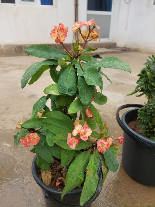Gul sotiladi srochni