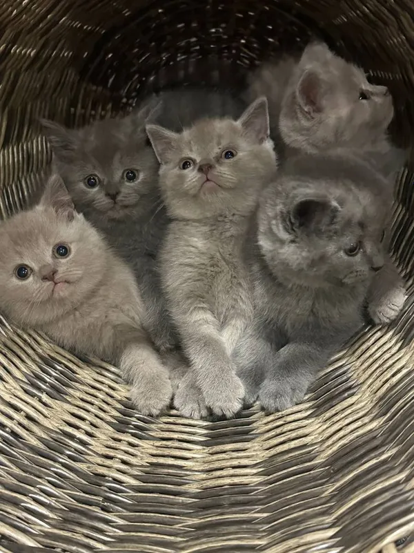 Котята от правильной вязки скотиш страйт и скотиш фольд