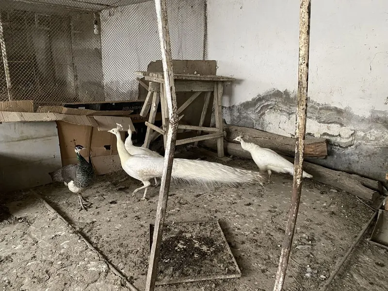 Ок товуслар сотилади 1 Ок товуслар сотилади 1