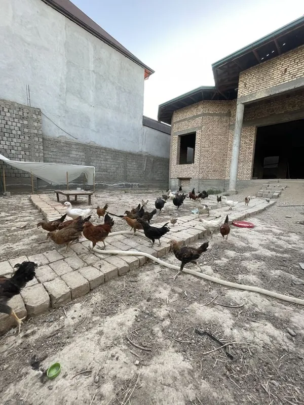 Tovuqlar sotimadi 3
