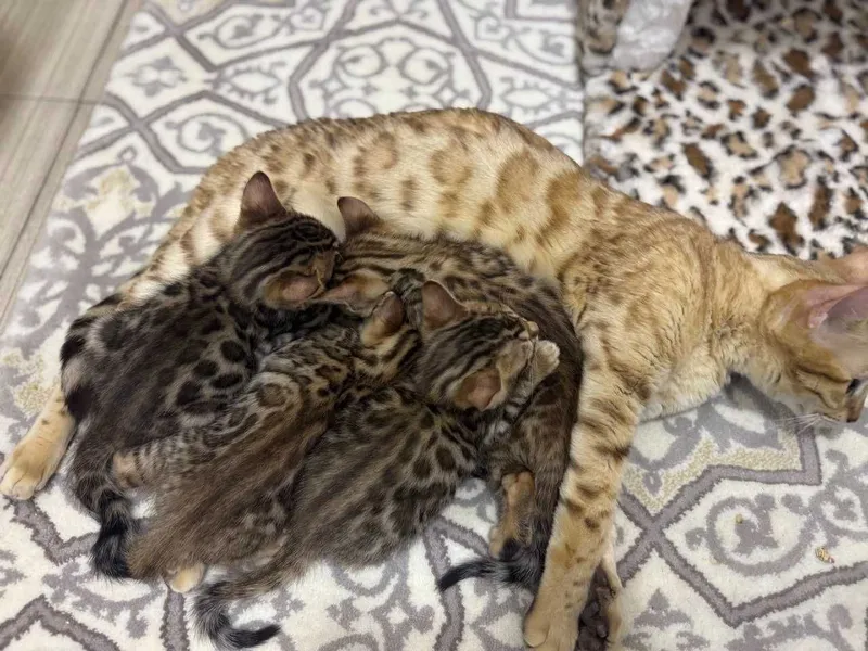 Продаются бенгальские котята — фото 4