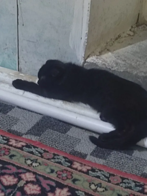 Кошичка домашняя