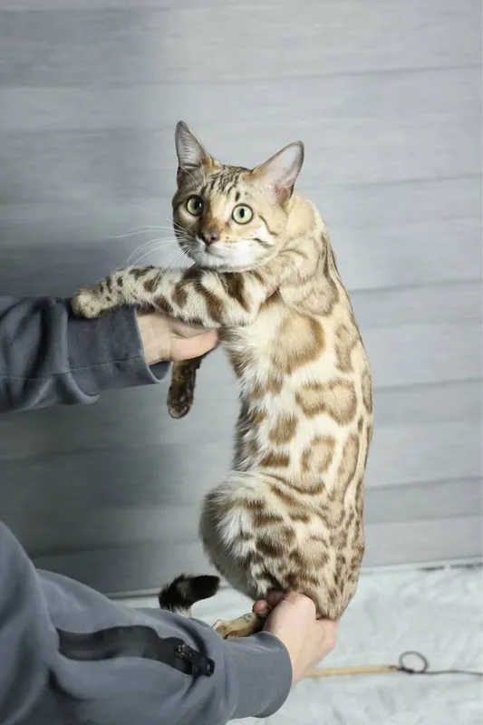 Клубная бенгальская кошка! 1 Клубная бенгальская кошка! 1