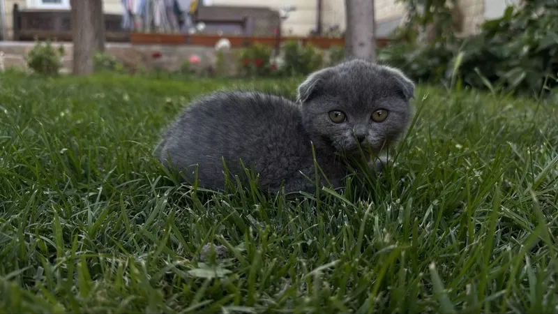 Котята 3 месяцев — фото 4