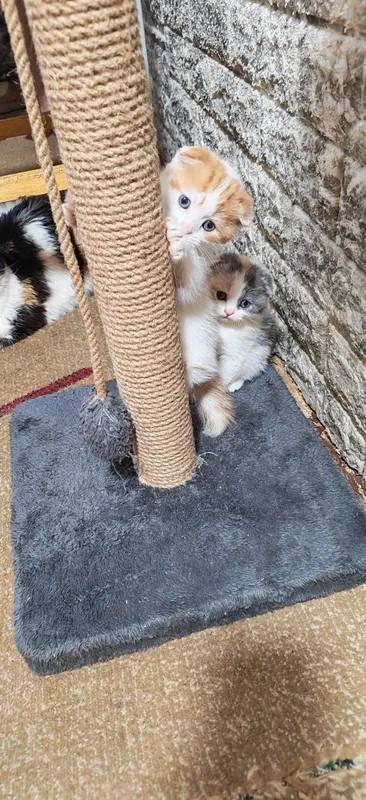 Продаются котята Шотландские скотиш фолд 5 Продаются котята Шотландские скотиш фолд 5