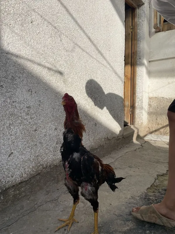 Dakan xoroz sotiladi