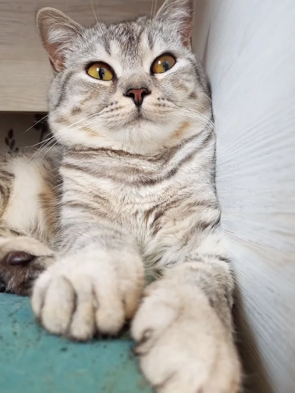 Вязка Кота, Скоттиш страйт — фото 1