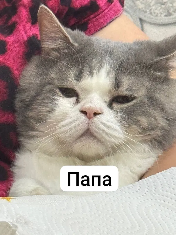 Скотиш страйт котята 7 Скотиш страйт котята 7
