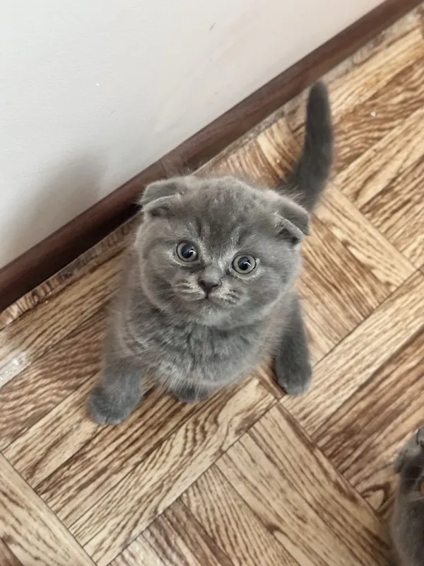 Mushukcha ; кошка 1