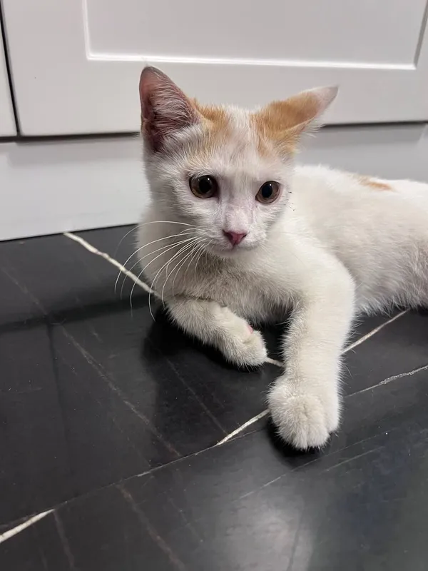 отдам котенка