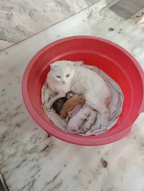 Скотиш Фольд