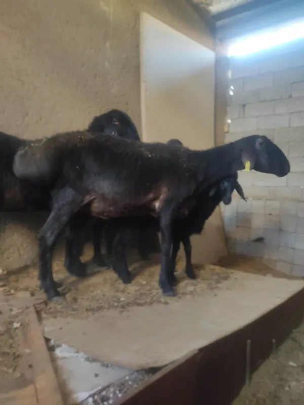 Ona bola quy sotiladi 5