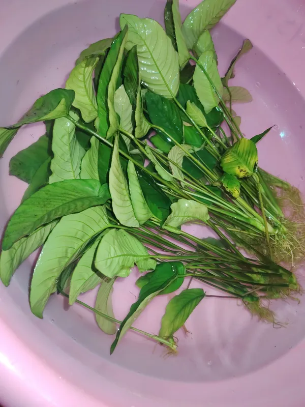 Anubias 2