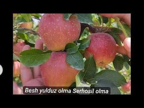 Саженцы яблони крепсон, чанг олма, беш юлдуз 3 Саженцы яблони крепсон, чанг олма, беш юлдуз 3