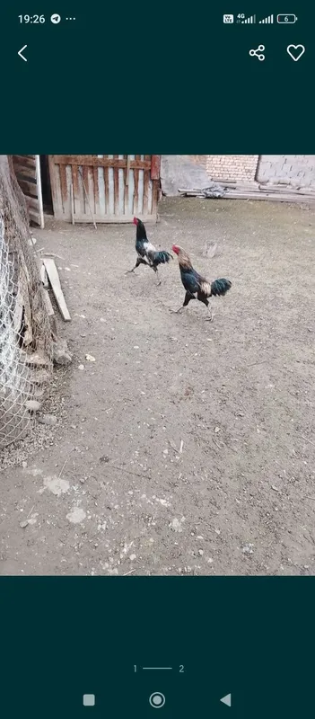 Срочна продам петухов — фото 1
