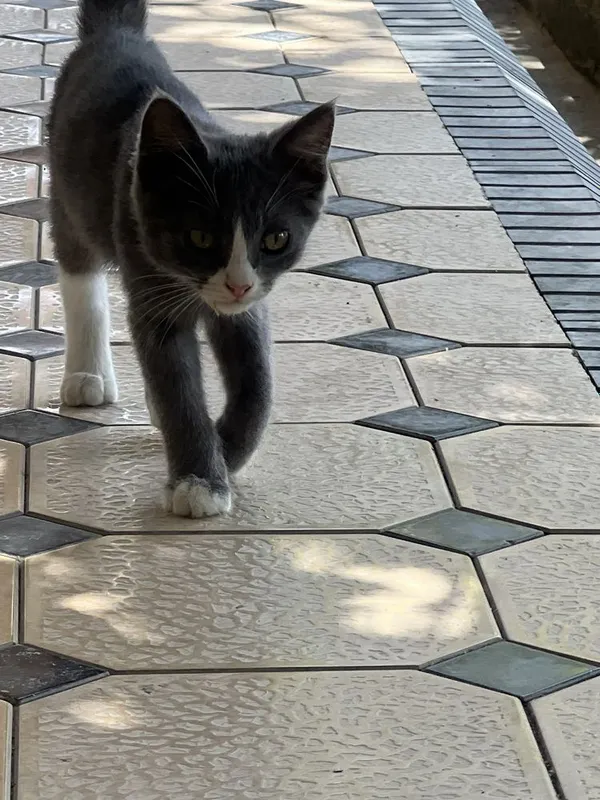Отдам котят в хорошие руки 7 Отдам котят в хорошие руки 7