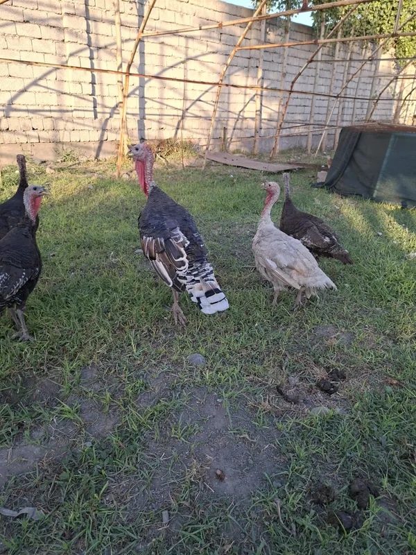 Kurka sotiladi ayoli va erkagi bor 3 Kurka sotiladi ayoli va erkagi bor 3