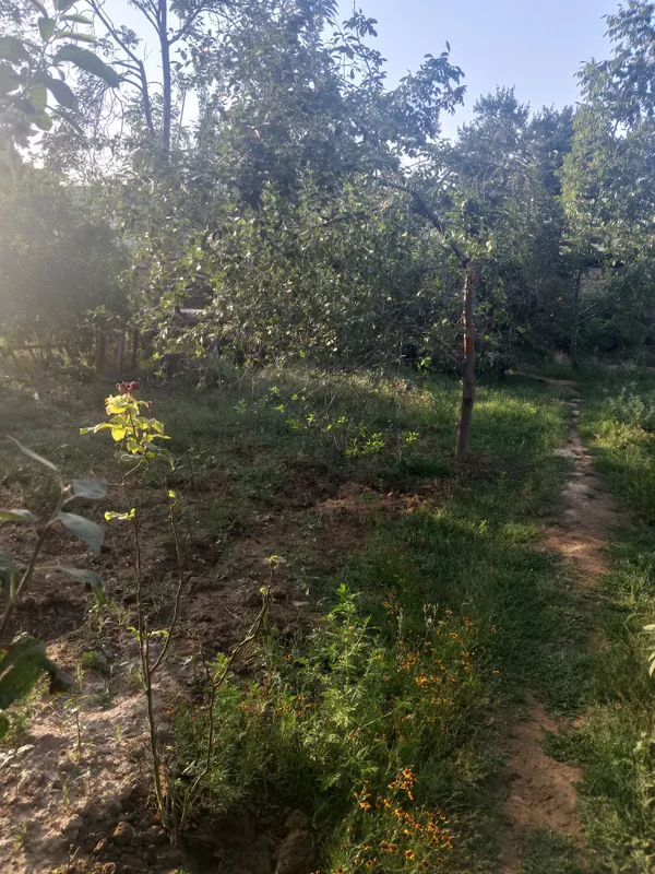 Denov tumani yangi xazarboğda 4sotix yer sotiladi 2