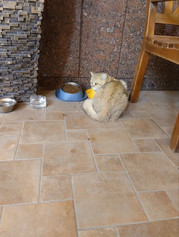 скотиш фолд 4