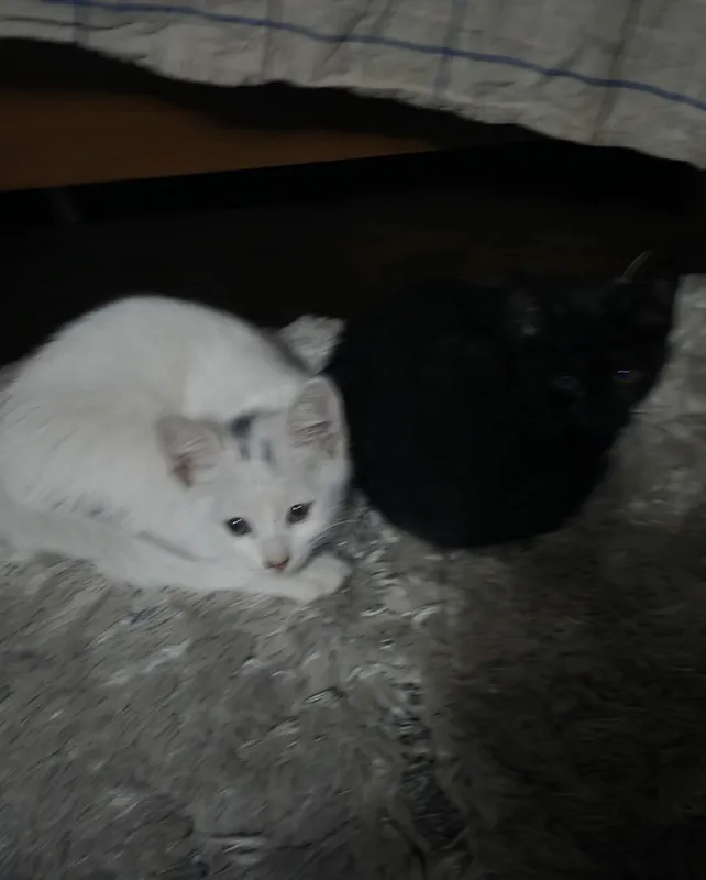 Котята, 3 месяца, бесплатно 3 Котята, 3 месяца, бесплатно 3