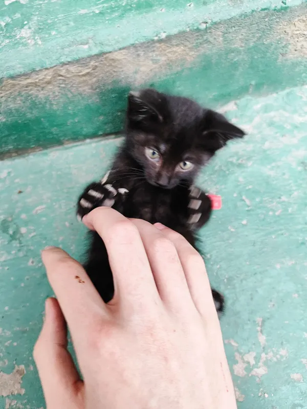 Черный котёнок, 1,5 месяца — фото 3