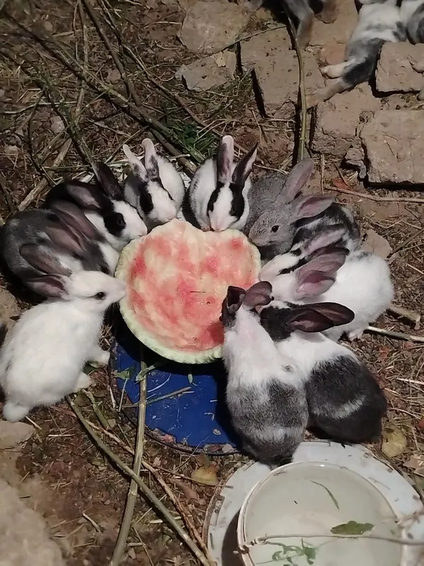 Xar hil zotli quyonlar bor narxi kelshib  beriladi — фото 1