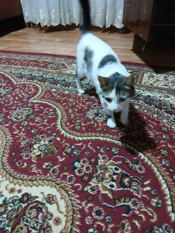 ок кора мушук ёши2да — фото 1