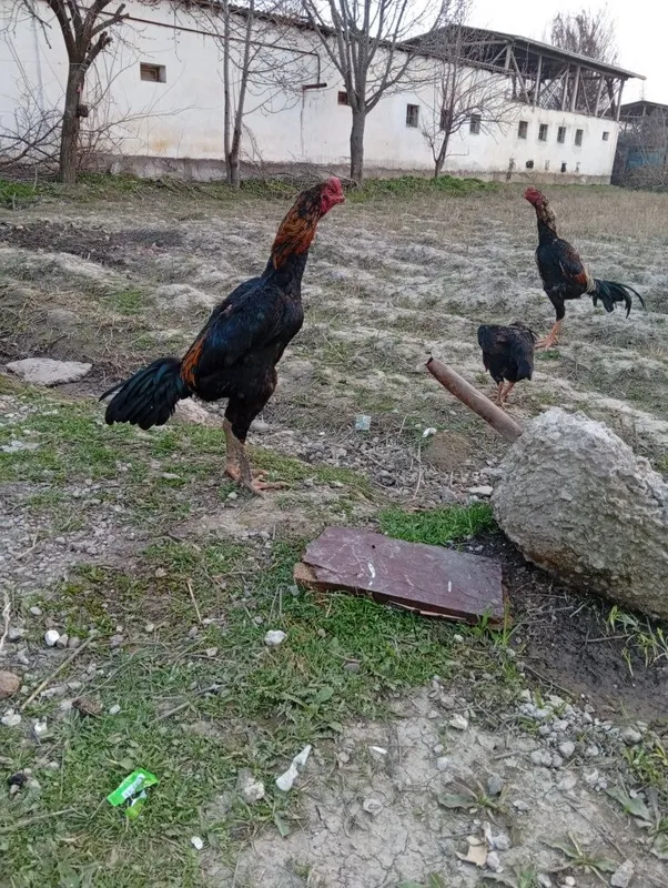 Ганой чач туркблан