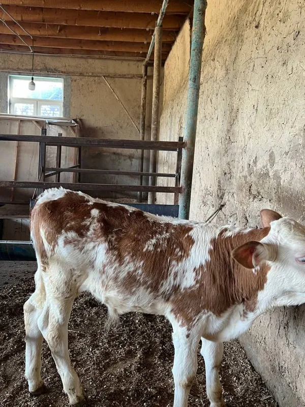 Simintal gibrit buqa gunajin sotladi 1