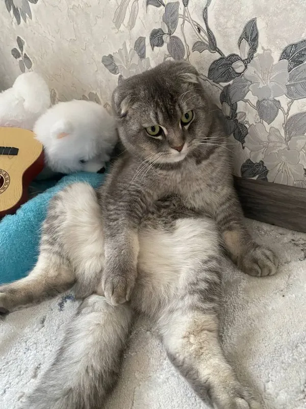 Ищем жену для нашего кота — фото 2