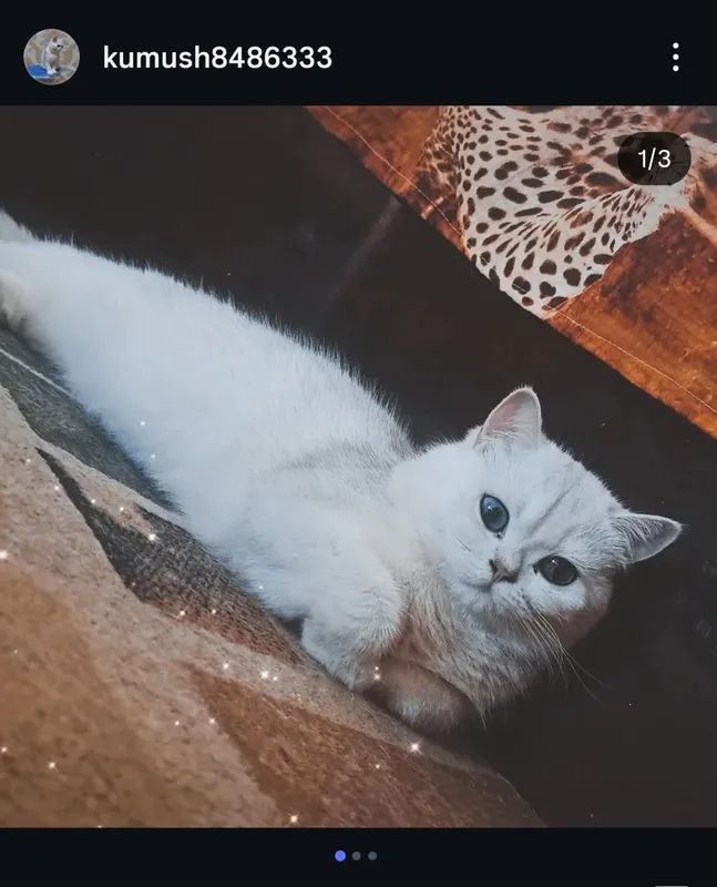 Toza zotli aqilli