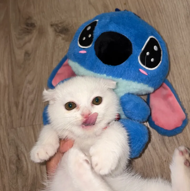 Mushukcha