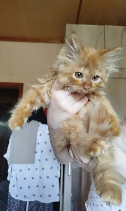 Отдам в добрые руки.