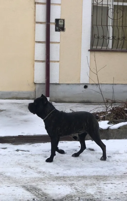 Cane corso 1 Cane corso 1