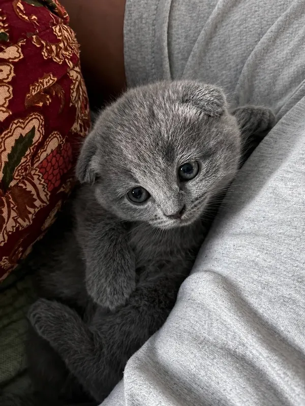 Котёнок,девочки скотиш фолд 3 Котёнок,девочки скотиш фолд 3