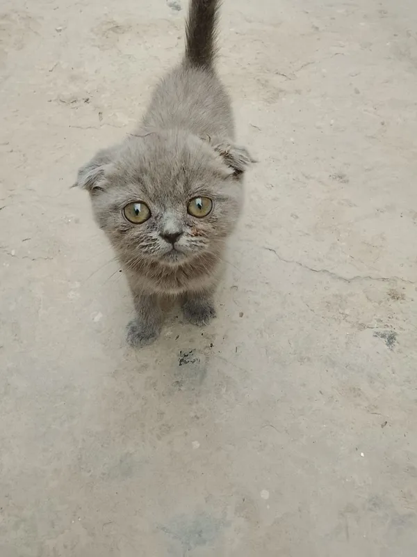 Кошка породистая девочка пишакча