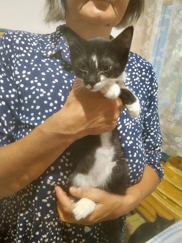 котята. 2 котята. 2