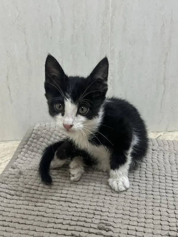 Котенок ищет дом 2 Котенок ищет дом 2