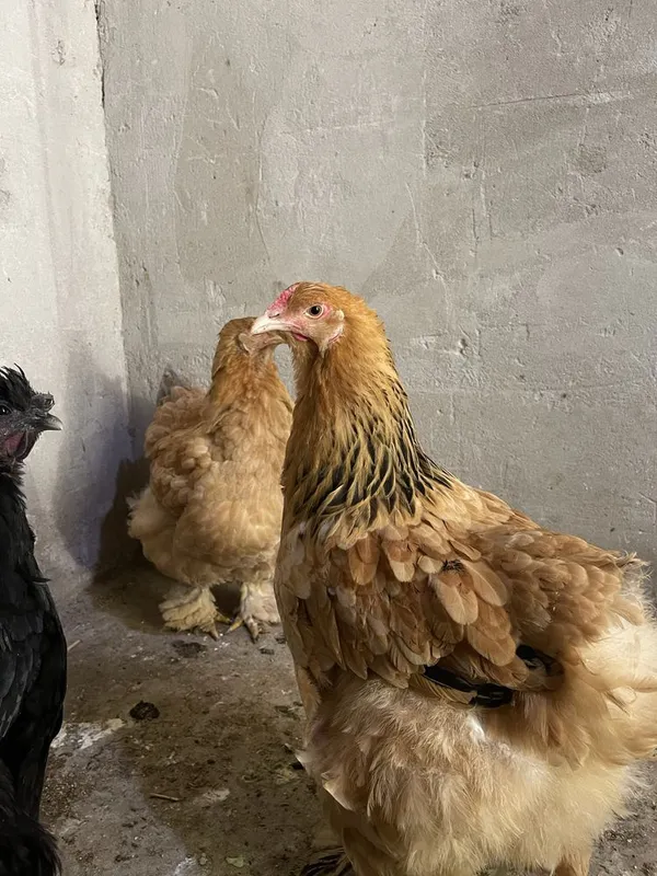 brama palvi oylasi sotladi 5+2 7