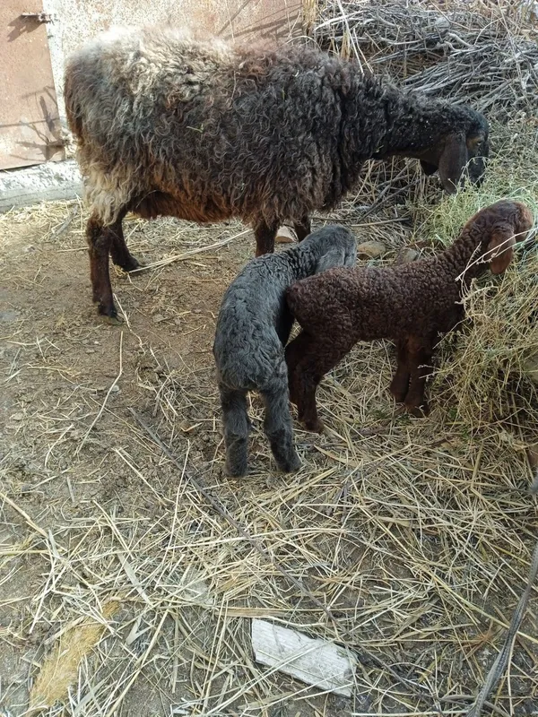 Ona bola qo'y sotiladi
